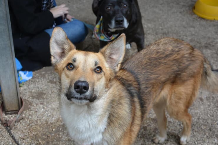 מיסטר (צילום: מיסטר) גור אמא זהבה