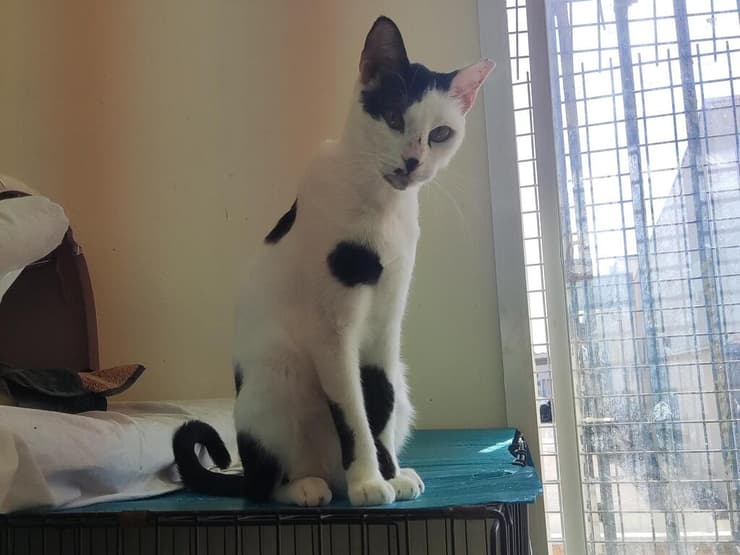 לולה (צילום: כפר סבא ורעננה אוהבות חיות) לולה