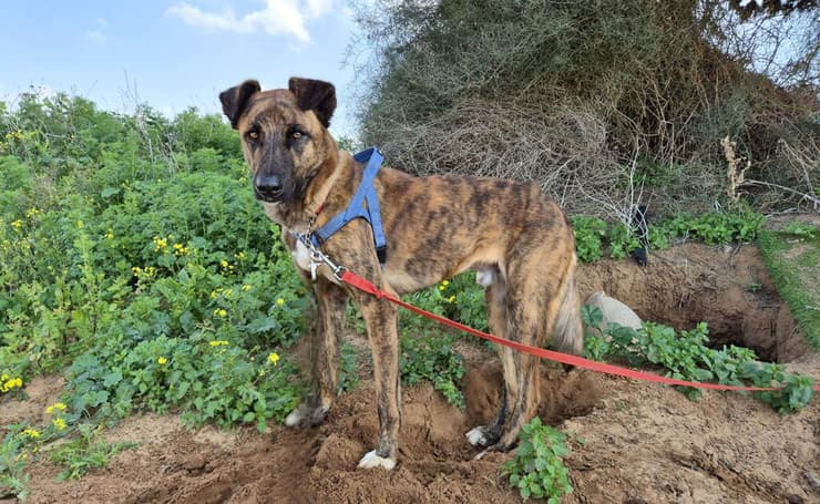 מנגו (צילום: עמותת חבר לי) מנגו