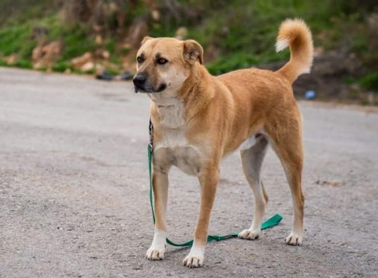 בוטן (צילום: צער בעלי חיים ירושלים) בוטן