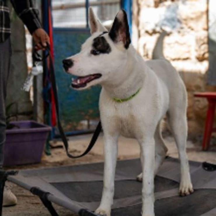 ניקיטה (צילום: צער בעלי חיים ירושלים) ניקיטה