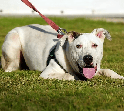 דקל (צילום: צער בעלי חיי רמת גן והסביבה) דקל