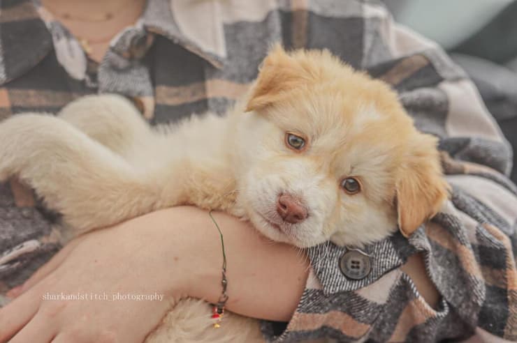 גור אמא זהבה (צילום: sharkandstich Photografy) גור אמא זהבה