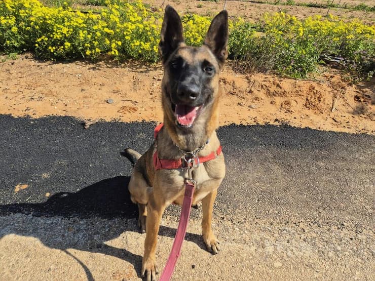 אלי (צילום: עמותת חבר לי) אלי