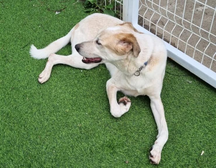 ליאו (צילום: עמותת להתחיל מחדש) ליאו