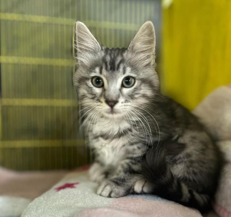 צ'יצ'י (צילום: עמותת S.O.S חיות) צ'יצ'י