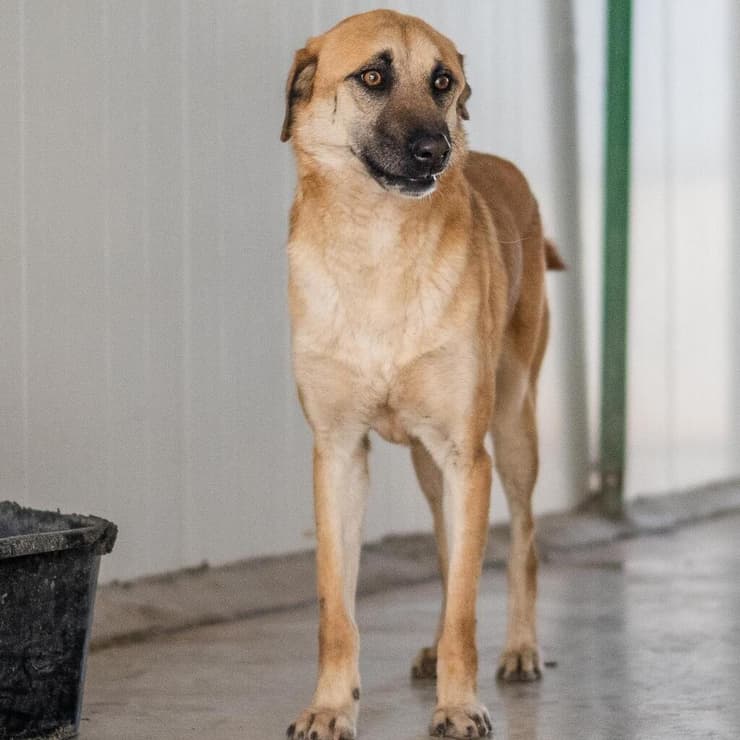 מוריסי (צילום: תנו לחיות לחיות) מוריסי