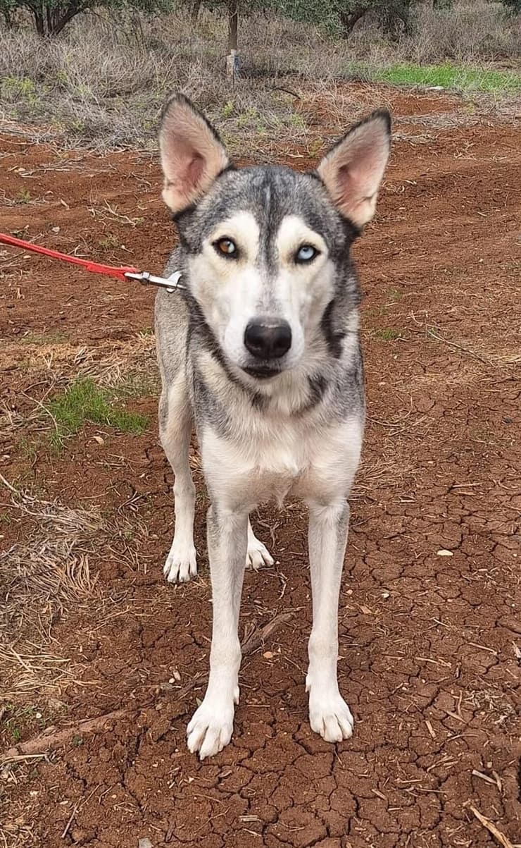 שולה (צילום:עמותת החיות ואנחנו) שולה