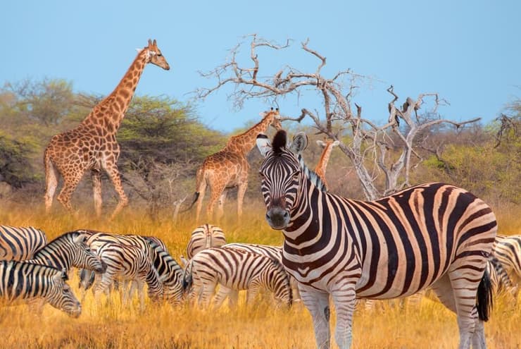 ג'ירפות וזברות