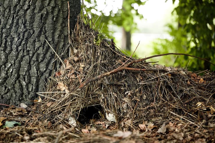 קן של קיפוד, תחת עץ מחטני