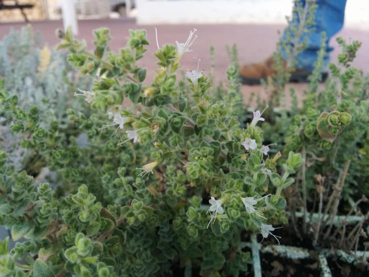 אזובית רמון בגן המקלט שבחי בר רמון