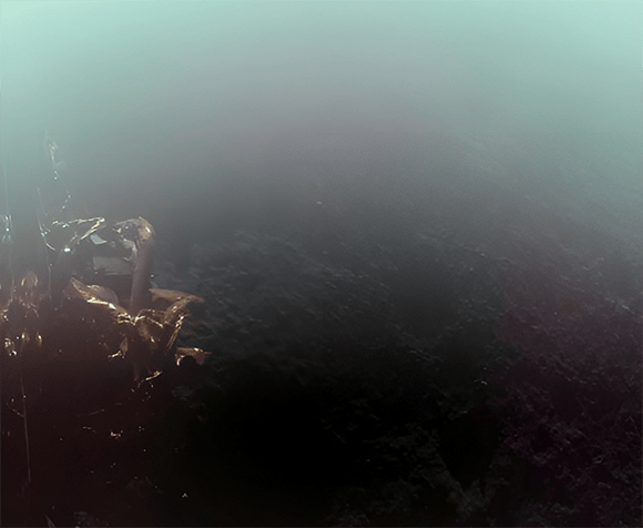 נחיתה רכה מושלמת ראשונה של חללית פרטית על הירח. צילום הסלפי הראשון של הנחתת Blue Ghost מפני הירח