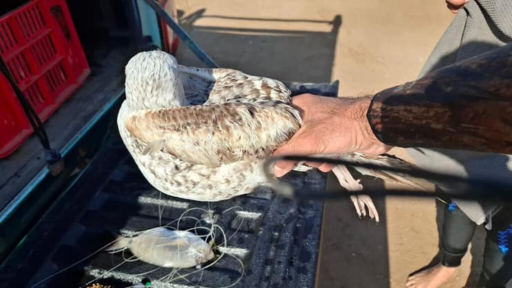 רק בבית החולים לחיות בר הקרס הוצא מפיו של השחף