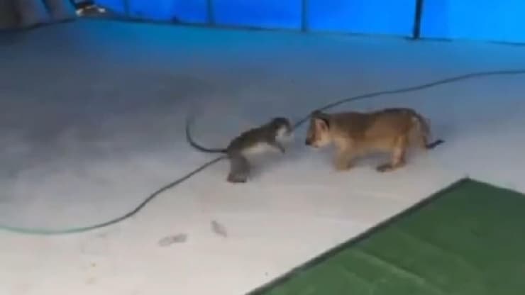 שני גורי אריות תועדו בנגב