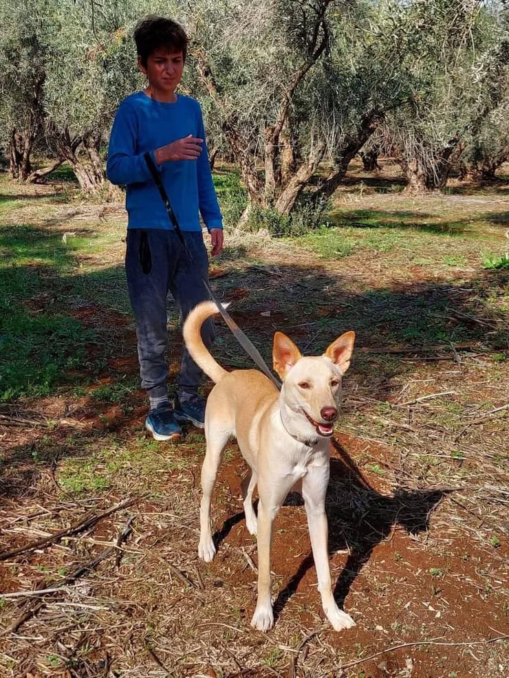 רוז