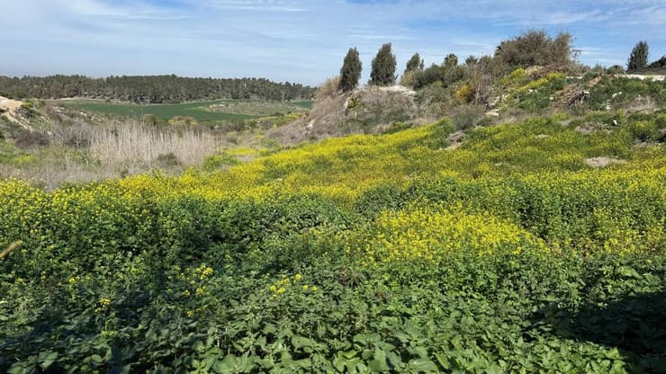 יקב קדמא