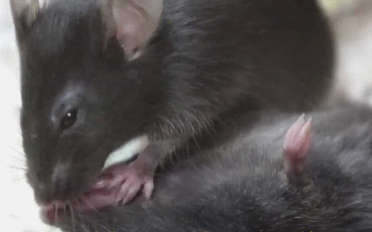 עכבר מנסה לעזור לחברו מחוסר ההכרה