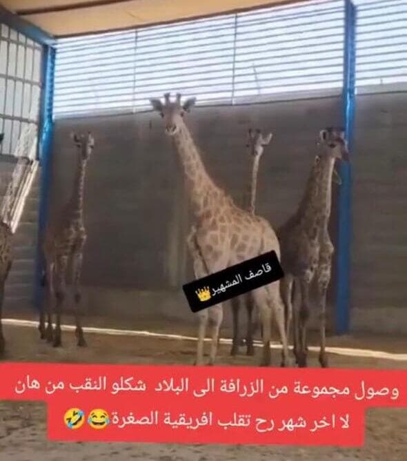 סכנה לחיות. ג'ירפות למכירה    