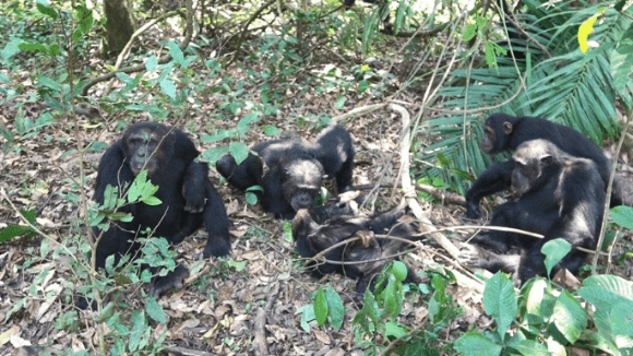 לא רק עכברים ואנשים מטפלים בבני מינם. שימפנזים עוזרים לחברם שנפל מעץ 