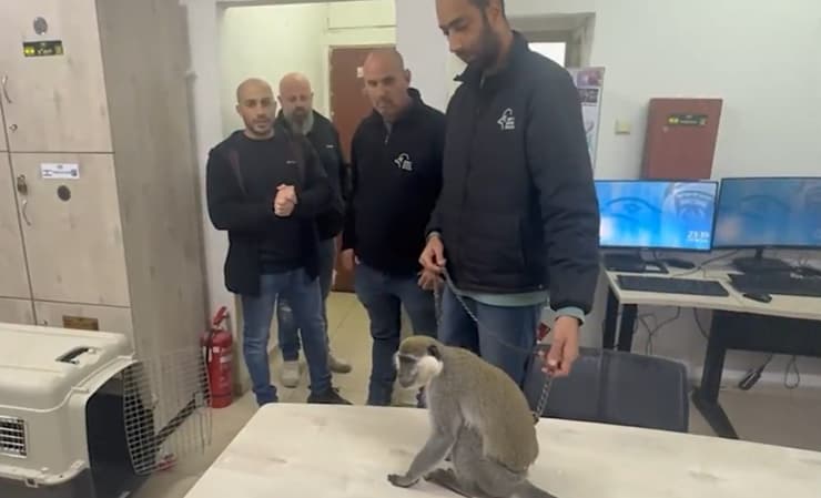 אחד הקופים שנמצאו הלילה