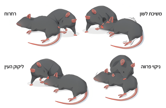 "הם התחילו עם רחרוחים, עברו לנקות את הפרווה… ומשכו החוצה את הלשון". עכבר מטפל בעכבר מורדם 