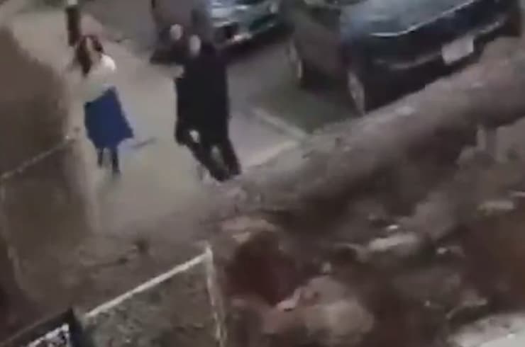 נפילת העץ בברוקלין (צילום: מצלמות האבטחה) נפילת העץ בברוקלין