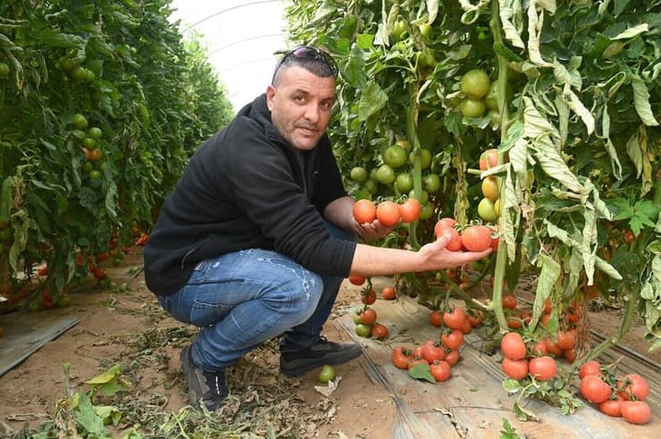 פיתוח חדש בעוטף. אמזלג והעגבניות במושב אוהד