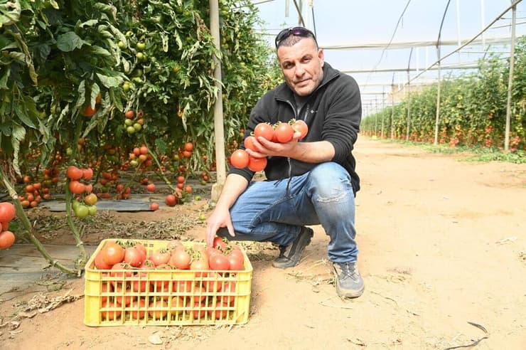 אמזלג עם העגבניות מהזן החדש
