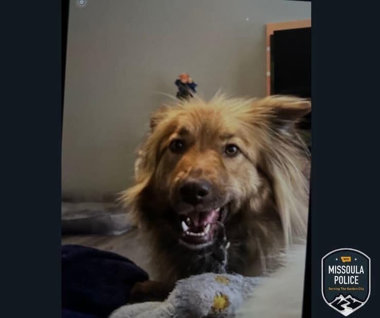 הכלב של ארליך. טרם נמצא (צילום: משטרת מיזולה) הכלב של ארליך, טרם נמצא