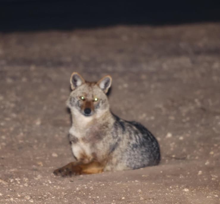 תנים בפארק הירקון בתל אביב