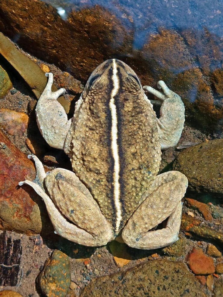 זכר מין הצפרדע אלסודס ויטטוס (Alsodes vittatus)