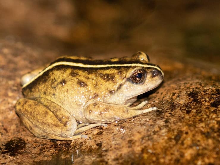 זכר מין הצפרדע אלסודס ויטטוס (Alsodes vittatus)