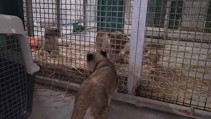 הגורה דיימונד שנמצאה בבוקר נגב עם שני הגורים הנוספים