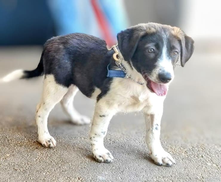 הגורים הצוציקים