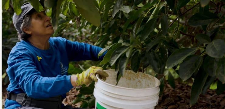 סוזי בן דוד, מתנדבת, לקט ישראל (אינטרוויזיה) סוזי בן דוד, מתנדבת, לקט ישראל