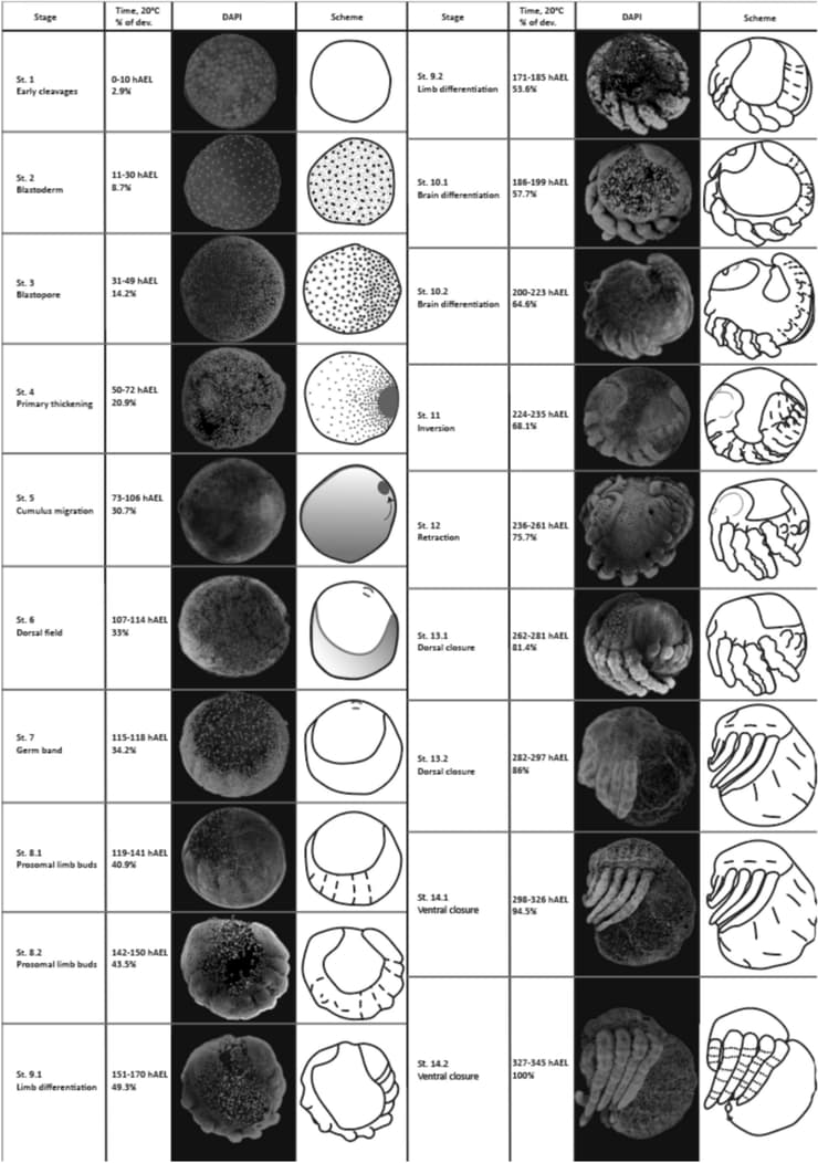 שלבי ההתפתחות העוברית של העכביש משפכן המערות (צילום: יבגניה פרופיסטובה) שלבי ההתפתחות העוברית של העכביש משפכן המערות