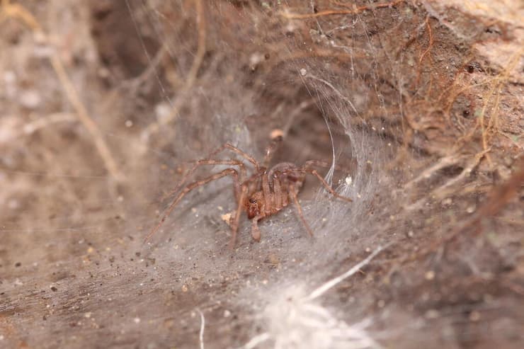 עכביש ממין משפכן המערות (צילום: שלמי אהרן, אוספי הטבע הלאומיים באוניברסיטה העברית בירושלים) עכביש ממין משפכן המערות