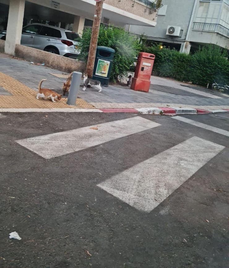 תנים בתל אביב