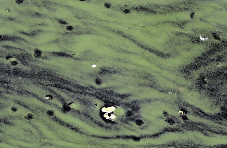 פריחת אצות באגם אוקיצ'ובי (Okeechobee) שבפלורידה