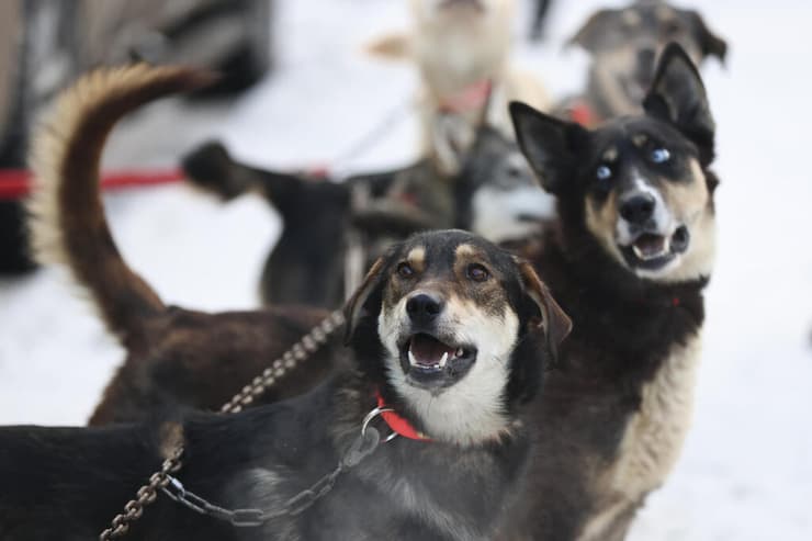 אידיטרוד מרוץ מזחלות אלסקה