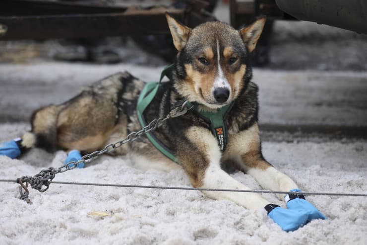 אידיטרוד מרוץ מזחלות אלסקה
