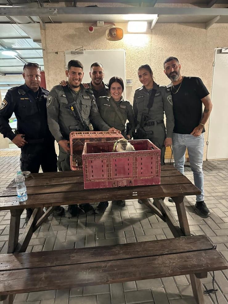 הקוף שאותר בנגב