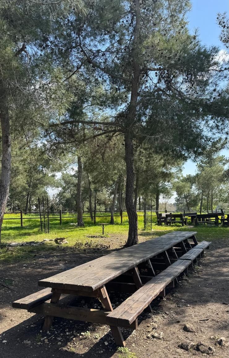 חניון אורן זמיר (צילום: ארז דגן) חניון אורן זמיר