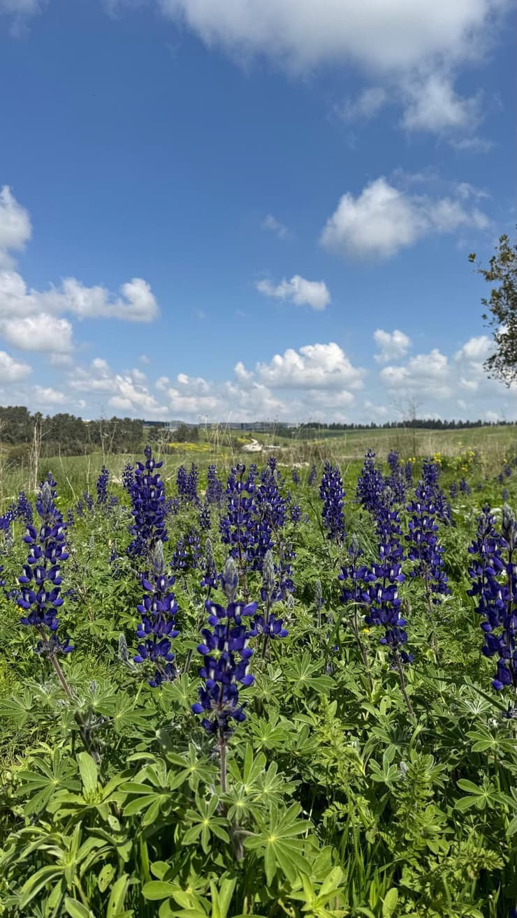 תורמוסים ברמות מנשה (צילום: ארז דגן) תורמוסים ברמות מנשה
