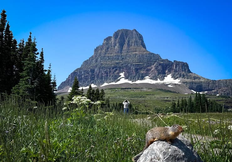 Logan Pass. מפגש נדיר עם קרחונים וחיות