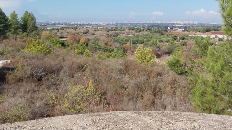 תצפית לגוש דן מהתוואי החדש ביער ברקת (צילום: איציק בן דב, החברה להגנת הטבע) תצפית לגוש דן מהתוואי החדש