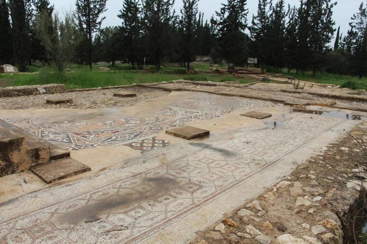 חורבת תנשמת ביער שוהם (צילום: איציק בן דב, החברה להגנת הטבע) חורבת תנשמת ביער שוהם