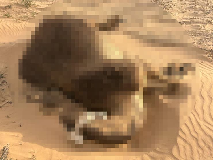 גמלים אותרו מתים לאחר שנורו ברמת נגב 