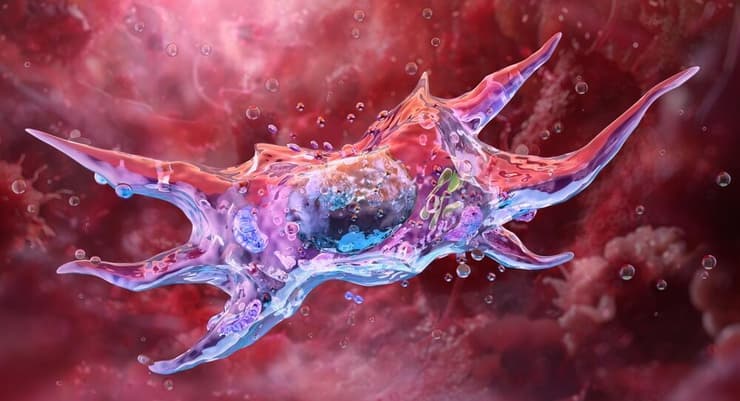 תאים פיברולסטים