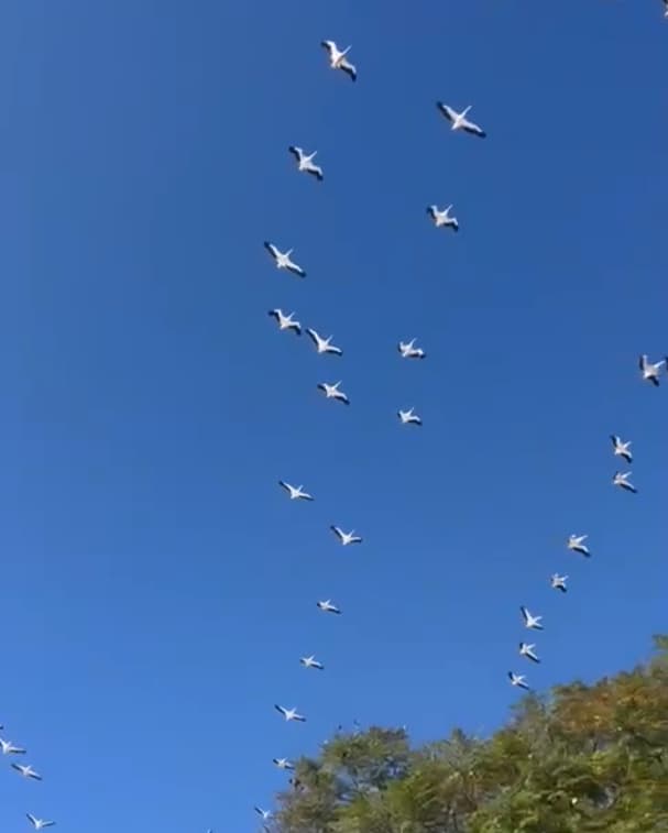 להקת שקנאים מעל קיבוץ אורים